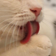 Illustration for article titled 19 Cats Who Need To Check Their Privilege